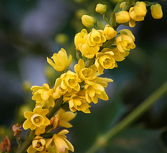 selective focus photography of yellow flowers thumbnail