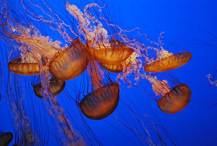 focus photo school of jellyfish thumbnail