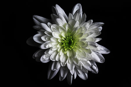 white Dahlia flower thumbnail
