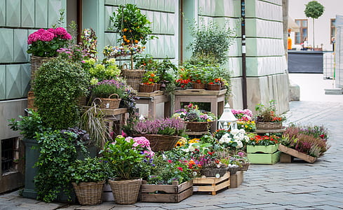 green leaf plants and petaled flowers thumbnail