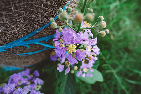 flowers, grass, petals, outdoors thumbnail