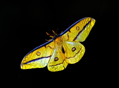 yellow, insect, butterfly thumbnail