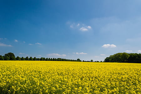 yellow flower field under blue sky thumbnail