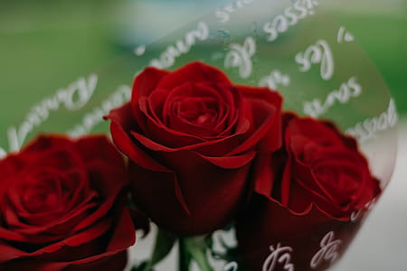 Three Red Flowers thumbnail