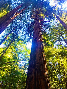 green leafed tree thumbnail