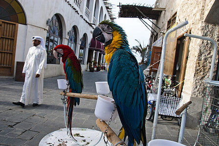 Parrots and birds on the streets in Doha, Qatar thumbnail