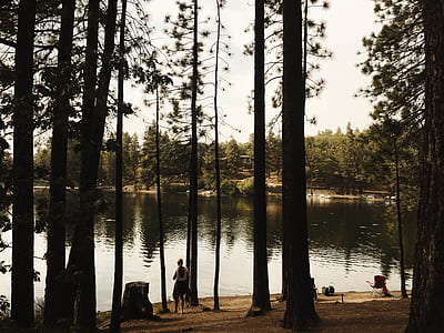 shore, pine tree, lake, woma thumbnail