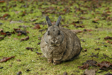 brown rabbit sitting on grass thumbnail