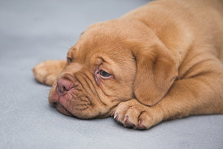 fawn Dogue de bordeaux puppy thumbnail