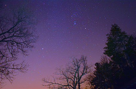 silhouette photography of trees under stars at night thumbnail