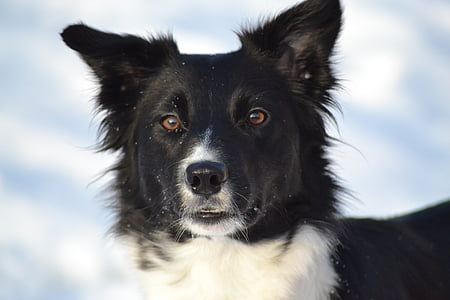 adult black and white border collie on snow thumbnail