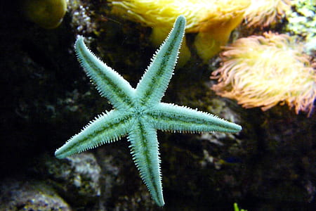 green starfish thumbnail