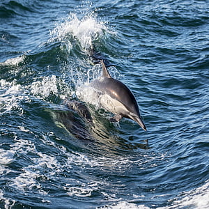 grey and white dolphin thumbnail