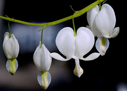 bleeding heart, flower, blossom, bloom, watery heart, heart thumbnail