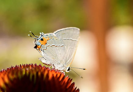 nature, flower, insect, macro thumbnail