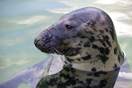 Gray Seal, Tallinn Zoo thumbnail