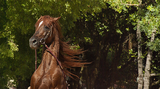 brown and black horse beside the tree during day time thumbnail