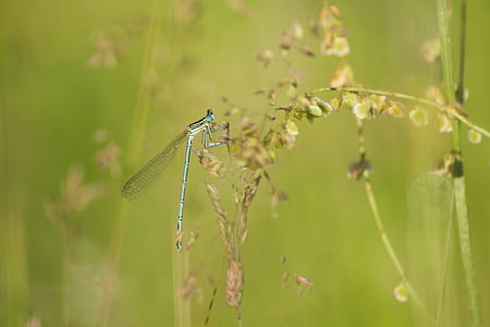 blue damselfly perched on flower thumbnail
