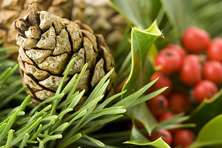 selective focus photography of brown pine cone thumbnail