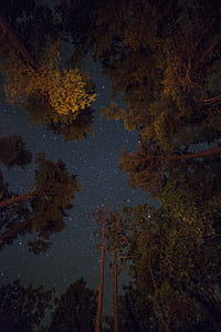 photo of green leafed trees during nightime thumbnail