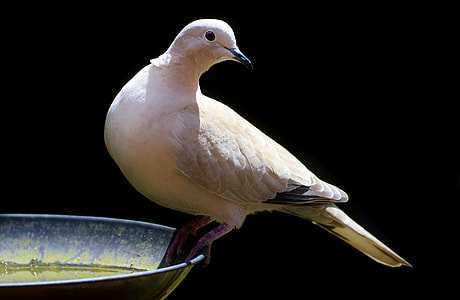 white pigeon on gray metal birdbath thumbnail