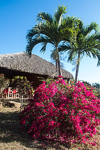 two palm tress near hut thumbnail