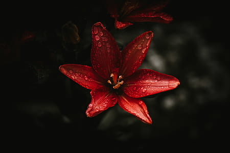 selective color photography of red flower thumbnail