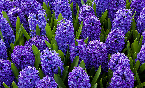 close-up photo of purple hyacinth flowers at daytime thumbnail