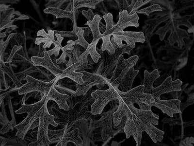 gray leaves thumbnail
