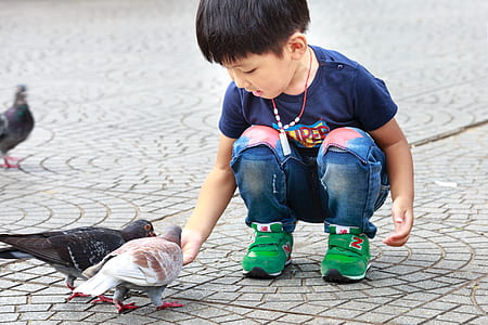 boy feeding two pigeons thumbnail