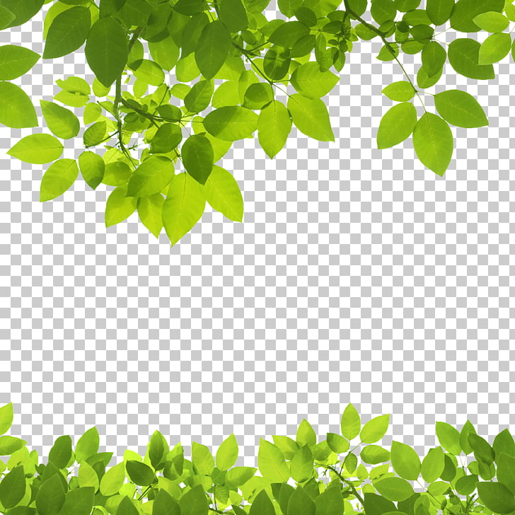 Leaf Green Stock photography , Texture Border, green leafed plant PNG clipart