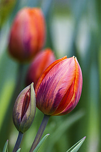 selective focus photography of tulip flowers thumbnail