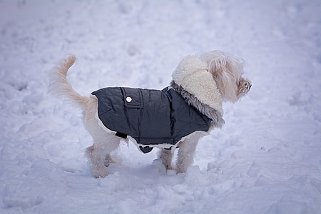 dog wearing snow on white snow thumbnail