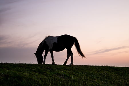 silhouette of horse razing on grass thumbnail
