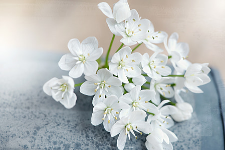 photo of white petaled flower thumbnail