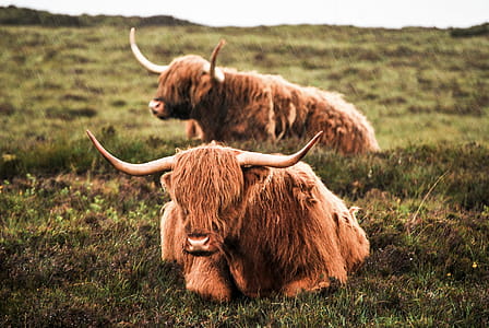 Two Brown Cattles on Green Grass Field thumbnail