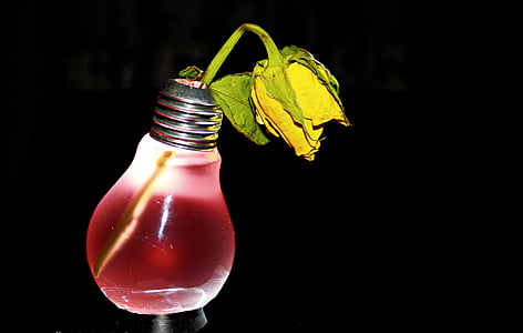 yellow rose in light bulb thumbnail