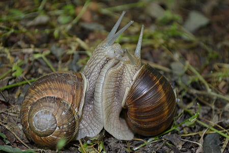 two brown snails on green grass thumbnail