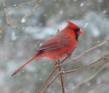 red cardinal bird perching on leafless twig during snow time thumbnail
