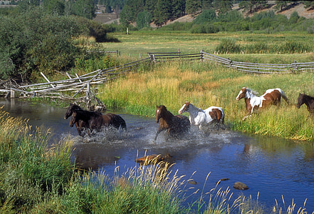 photo of horse running on lake during daytime thumbnail