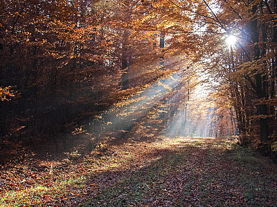 forest trees over sunlight thumbnail