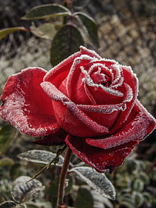 macro shot photography of red rose thumbnail