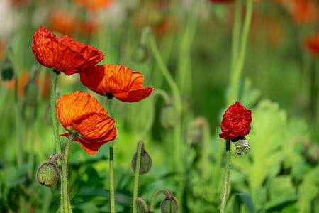 orange flowers thumbnail