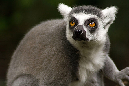 Lemur monkey, common in Madagascar thumbnail