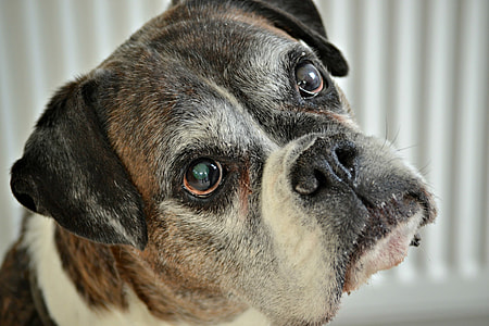 adult brindle and white boxer thumbnail