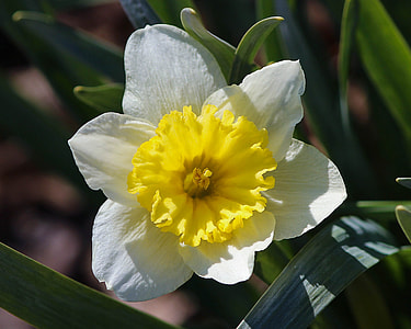 selective focus photography of white and yellow daffodil flower thumbnail