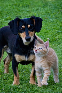 adult black and tan dachshund with orange tabby cat thumbnail