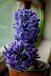 Selective Focus Photography of Purple Hyacinth Flower thumbnail