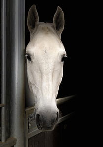 white horse on stable thumbnail