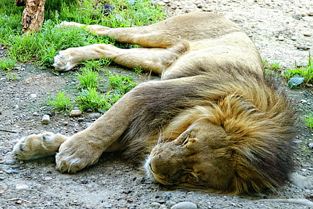 male lion lying on ground thumbnail